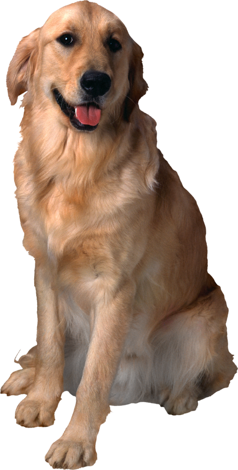 Golden Sitting Dog PNG Images Full HD