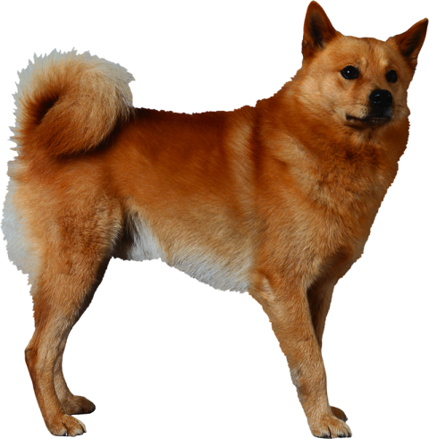 Golden Standing Dog Full Body PNG Images