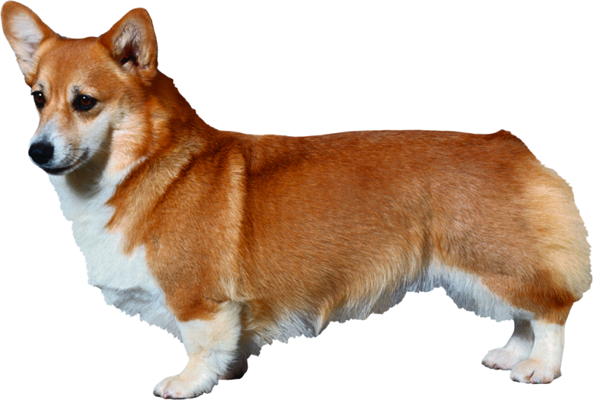 Golden Standing Dog Full Body PNG Images