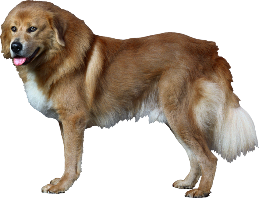 Golden Standing Dog Full HD PNG Images