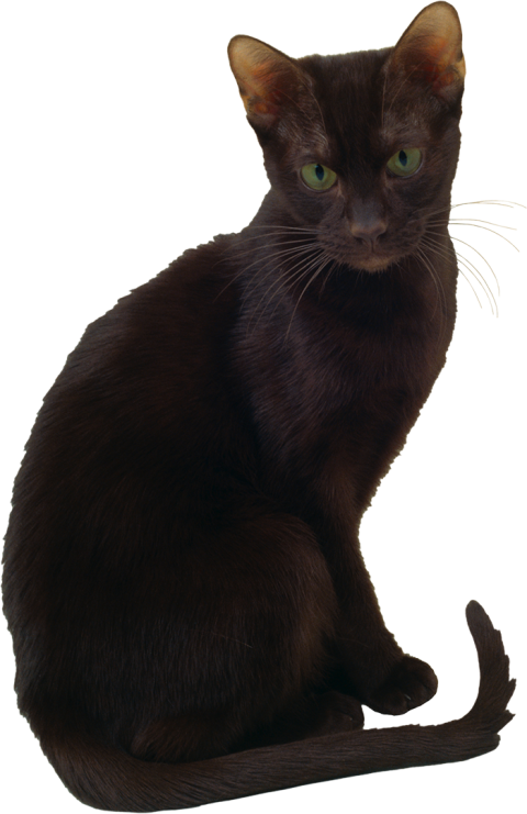 Gray Cat Full HD PNG Images For Editing
