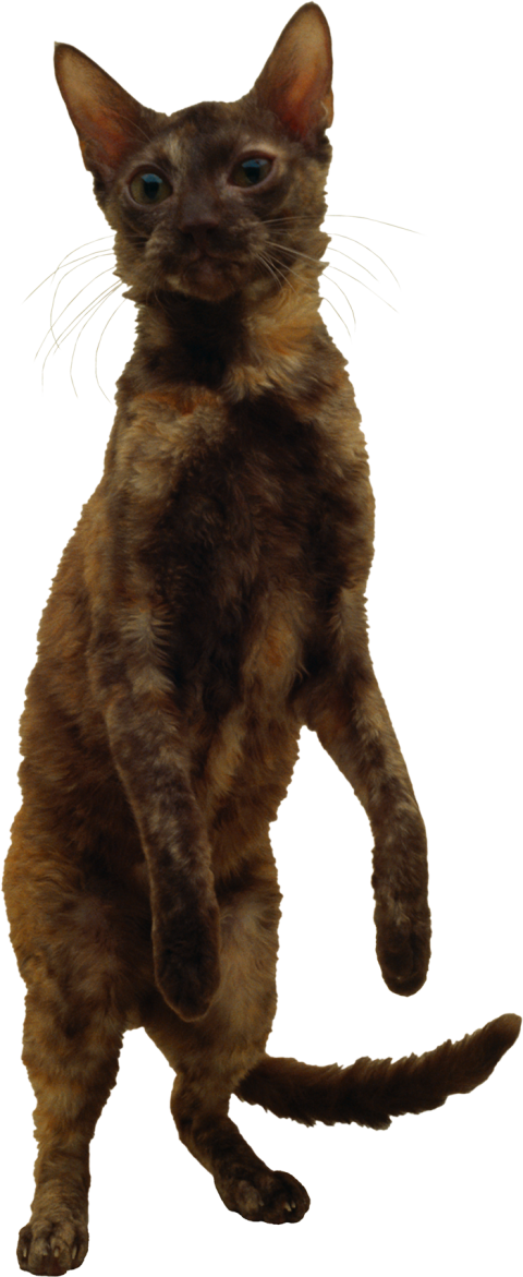 Gray Cat Full HD PNG Images New