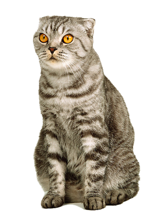 Gray Cat PNG Images Download