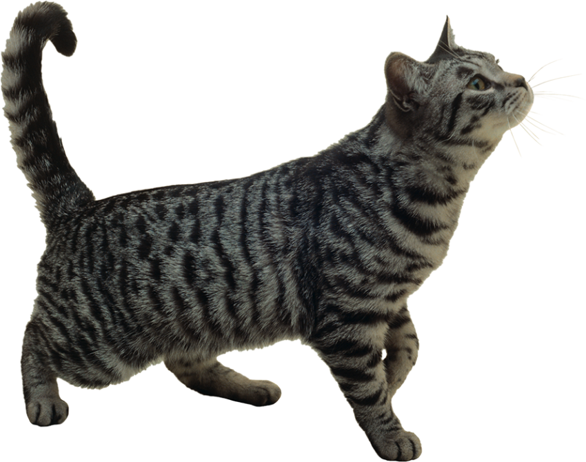 Gray Cat PNG Images Download For Editing