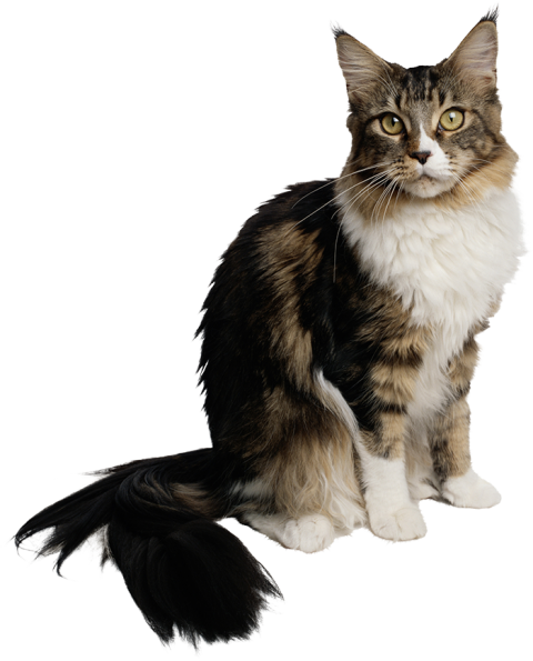 Gray Cat PNG Images Download Free