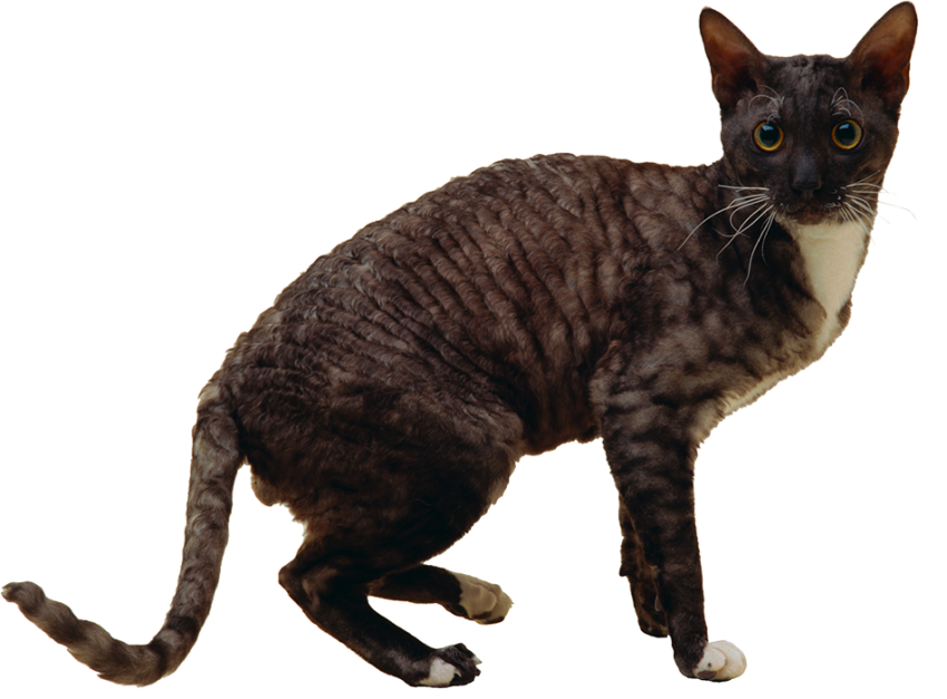 Gray Cat PNG Images Download Free Hd