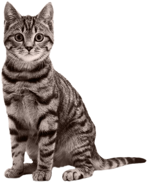 Gray Cat PNG Images Download Full HD