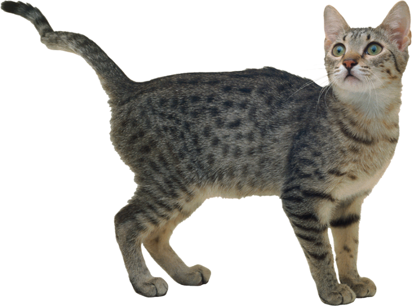 Gray Cat PNG Images Hd Download