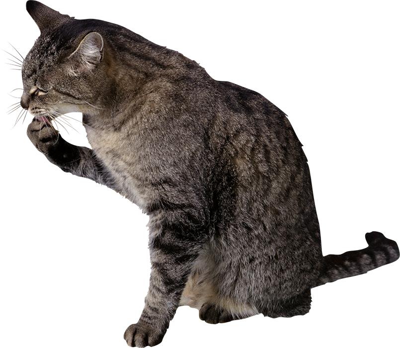 Gray Cat PNG Images Hd Free Download