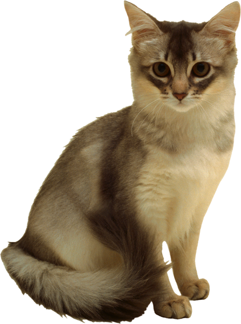 Gray Cat PNG Images New Download