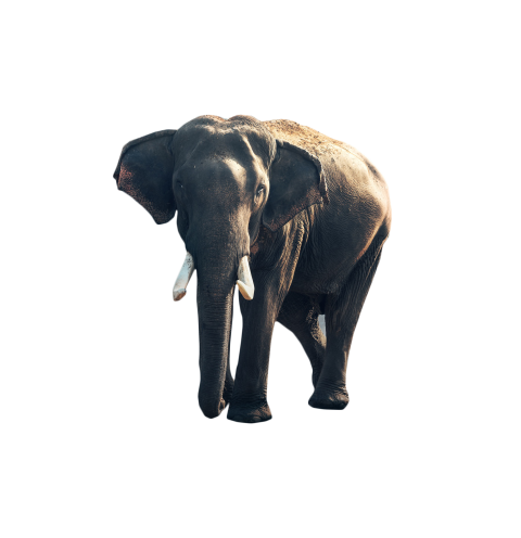 Gray Elephant Standing Images Hd