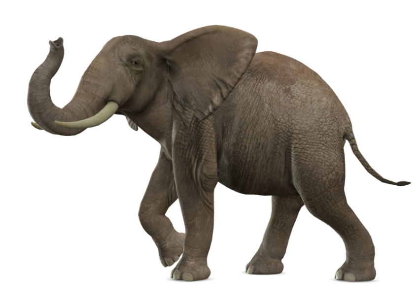 Gray Elephant Standing Png hd