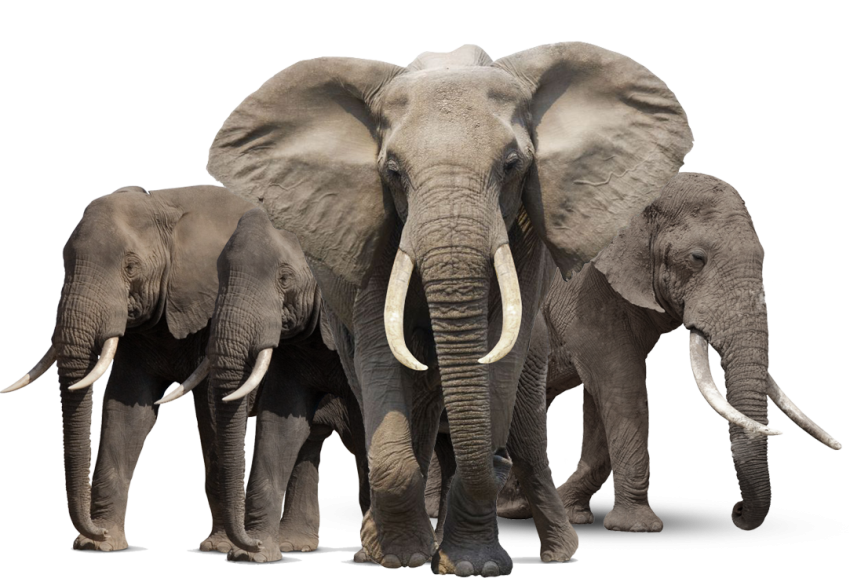Gray Elephant Standing Png Hd