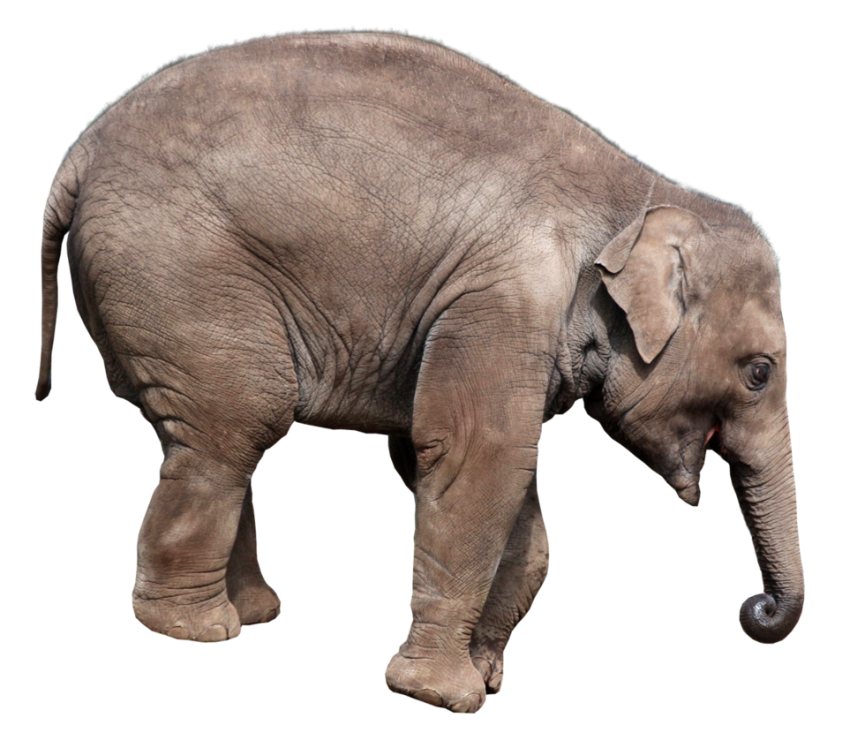 Gray Elephant Standing Png Images Hd