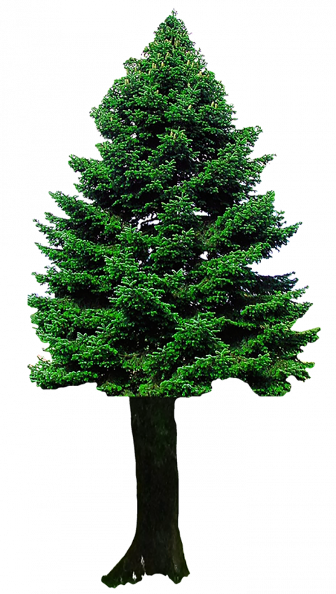 Green Christmas Tree Transparent Image HD