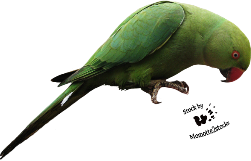 Green Parrot PNG Photos Full HD