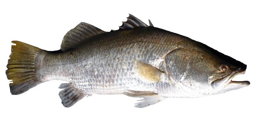 Grey Fish Background PNG Image
