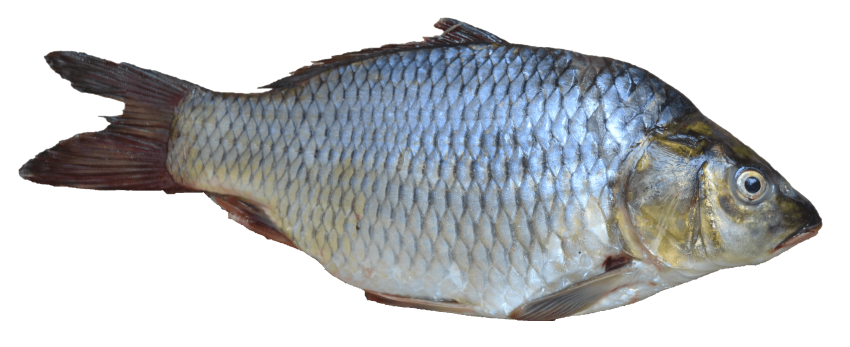 Grey Fish PNG Clipart Background
