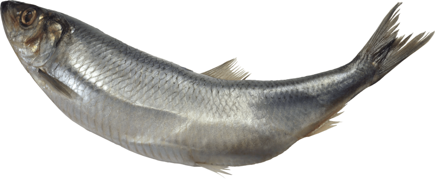 Grey Fish PNG HD Quality