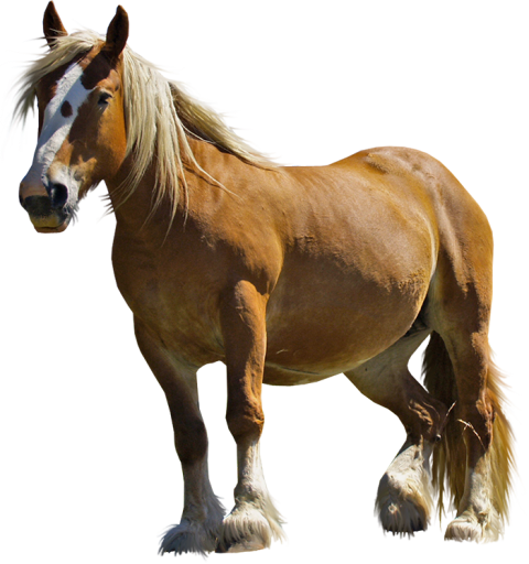 Healthy Horse Transparent PNG Images