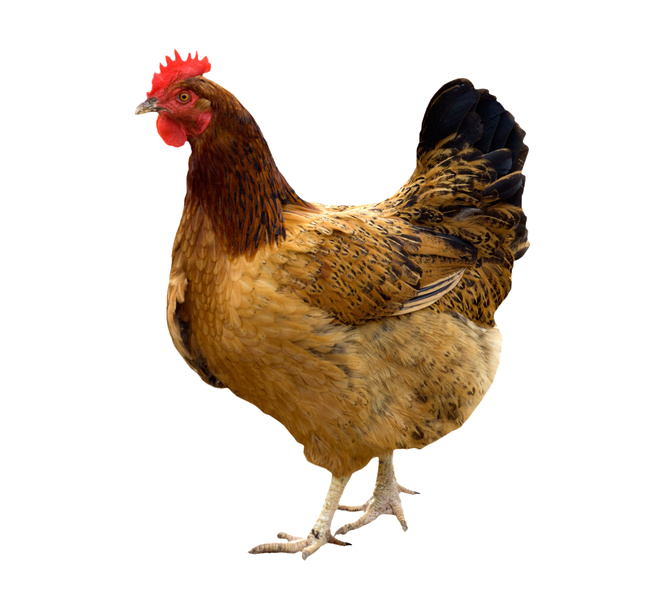 Hen Background PNG Image