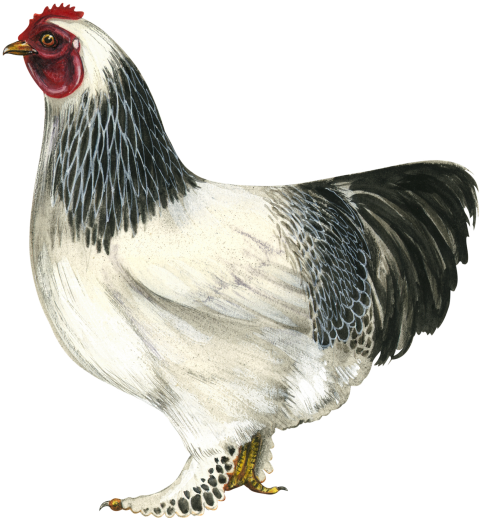 Hen Download Free PNG