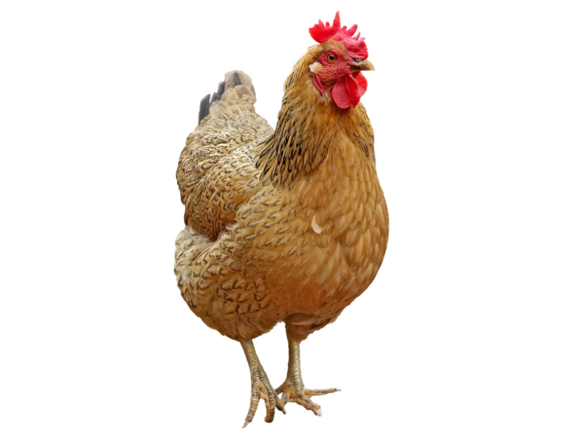 Hen Transparent Background