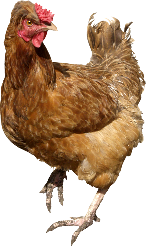 Hen Transparent Free PNG