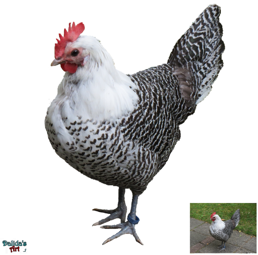 Hen Transparent PNG free download