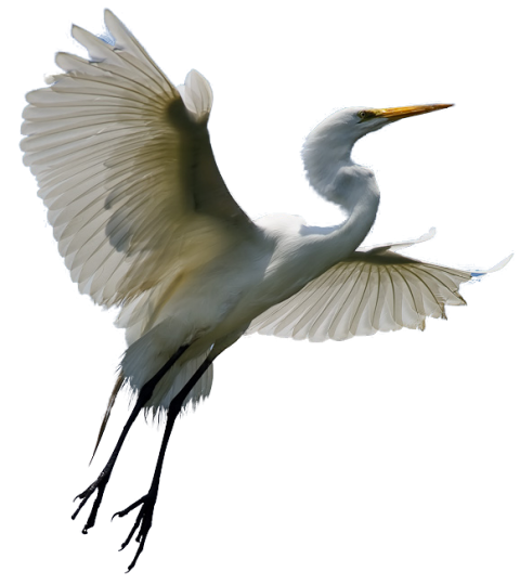 Heron Bird Transparent Background