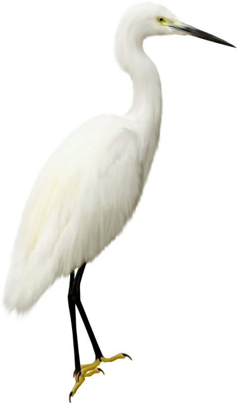 Heron Bird Transparent png Free Download