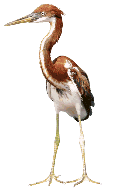 Heron PNG Full hd free download