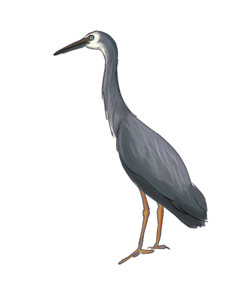 Heron PNG Full HD Quality download