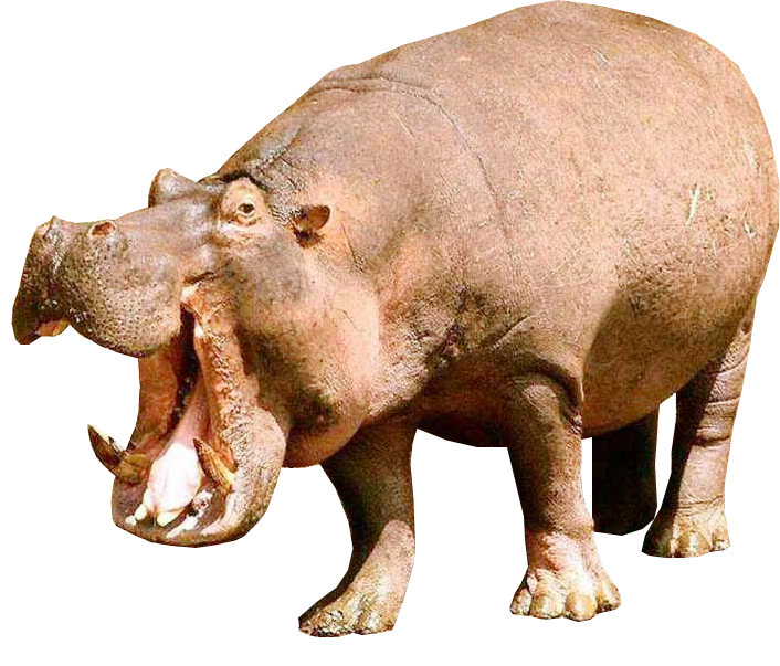 Hippopotamus PNG Clipart Background
