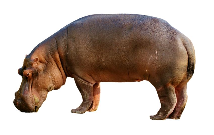 Hippopotamus Standing PNG HD Quality