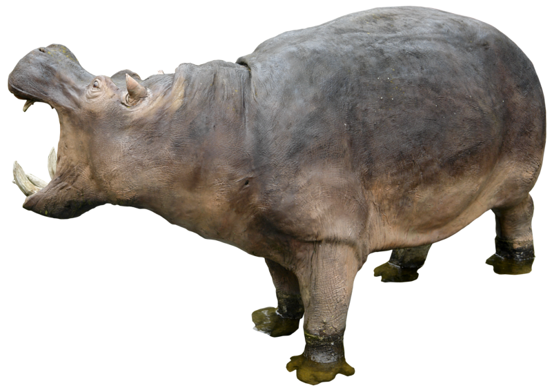 Hippopotamus Standing Transparent Free PNG