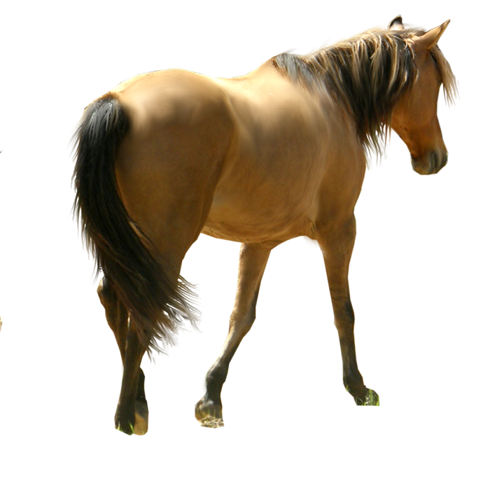 Horse Back Side Transparent PNG Images
