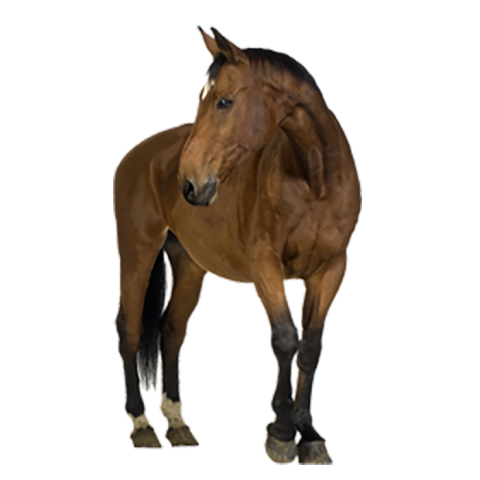 Horse Front HD Transparent PNG Images