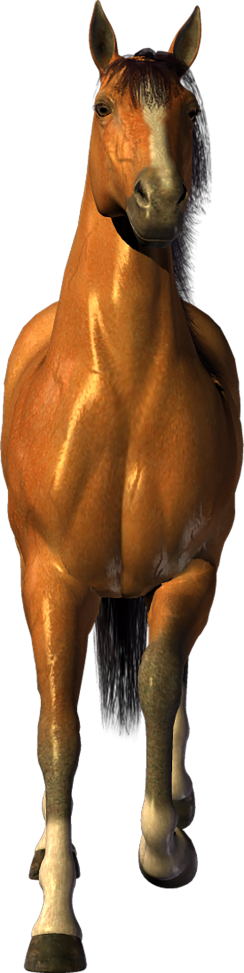 Horse Front View Transparent PNG Images
