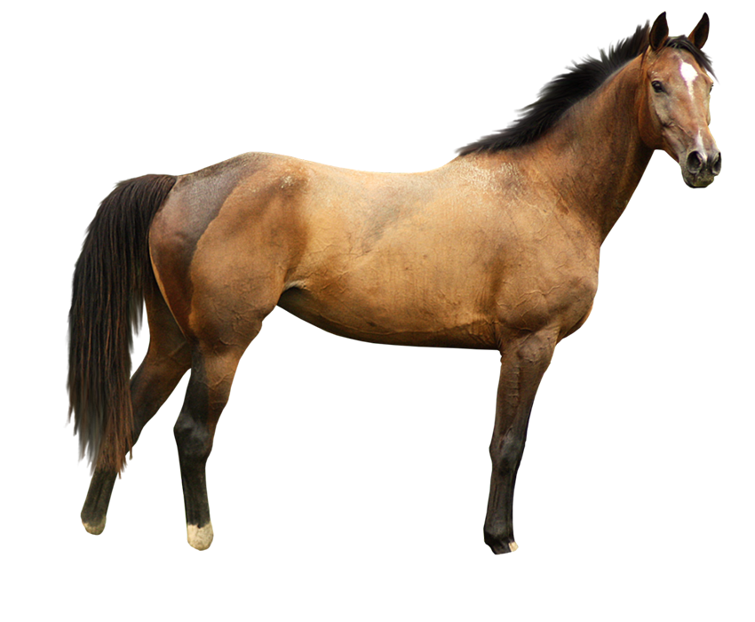 Horse Full Body Transparent PNG Images