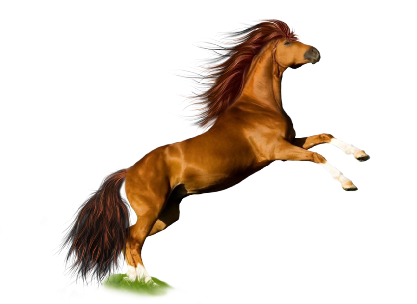 Horse Running Transparent PNG Images