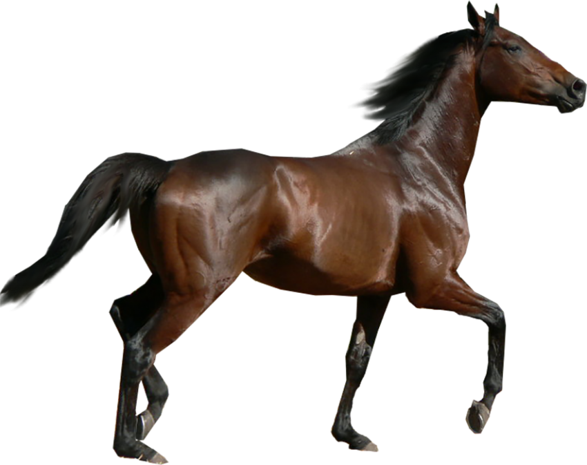 Horse Transparent Full HD PNG Images