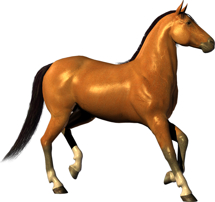 Horse Transparent PNG Images Hd