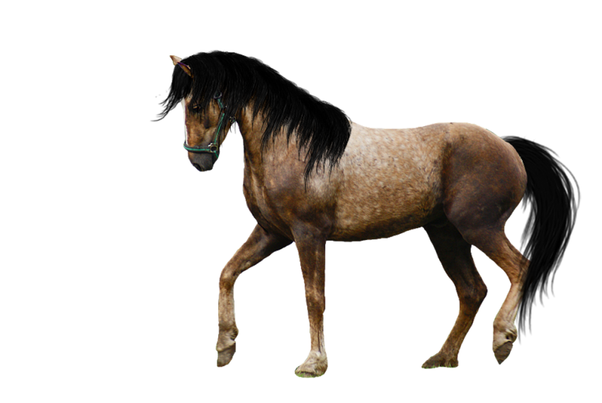 Horse Transparent PNG With Black Hair