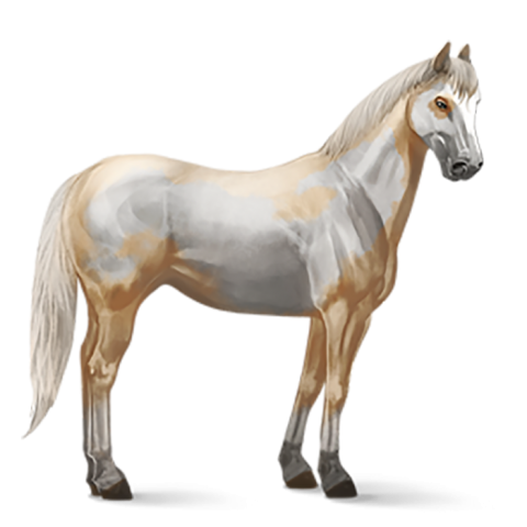 Horse White HD Transparent PNG Images