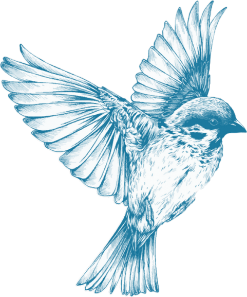 Hummingbird Flying Tattoos PNG HD Quality