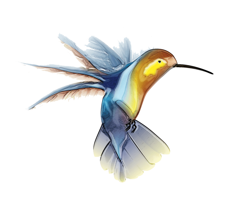 Hummingbird Flying Tattoos Transparent PNG