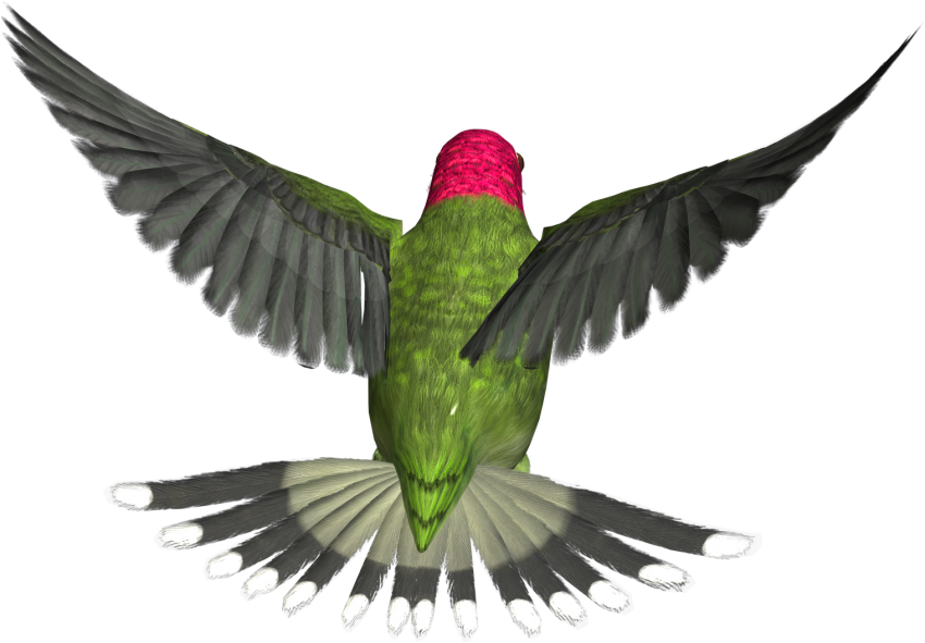 Hummingbird Tattoos PNG Clipart Background