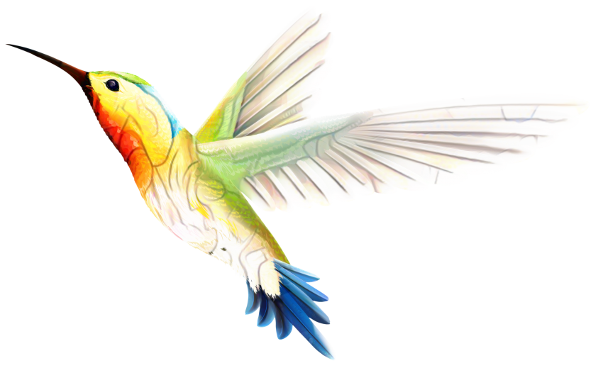 Hummingbird Tattoos PNG Images HD