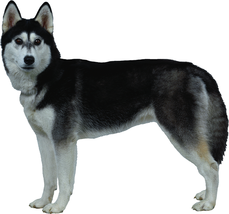 Husky Standing Dog Full HD PNG Images